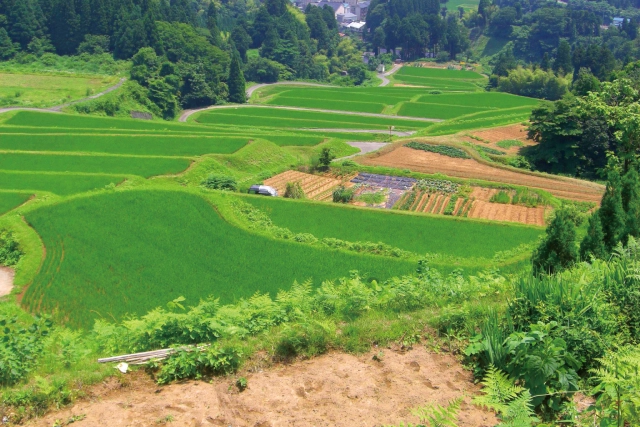 自然と水田