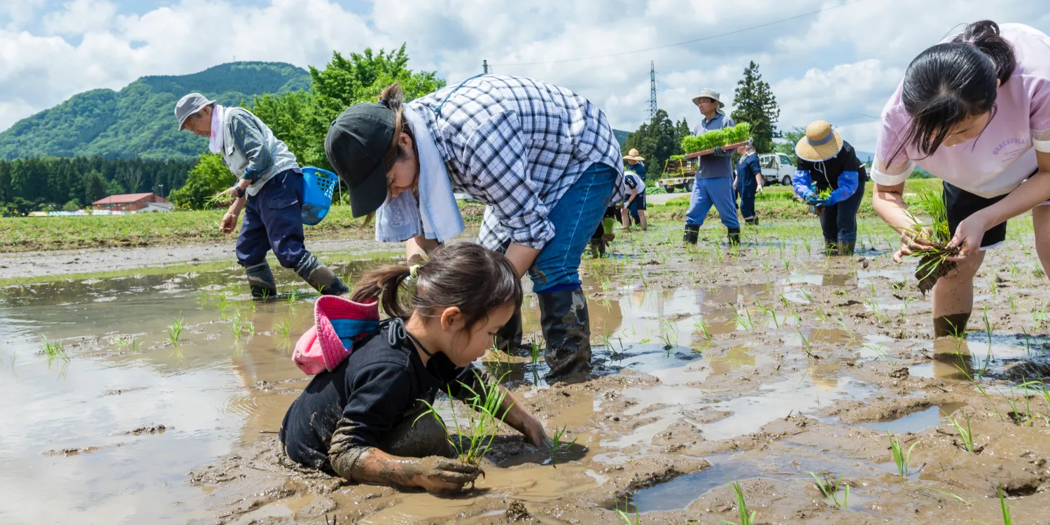 田植え体験