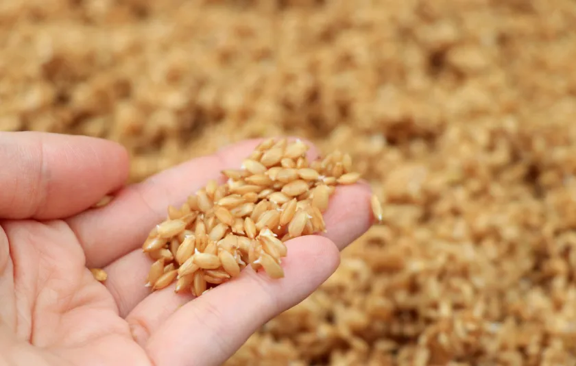 種もみ・苗床準備