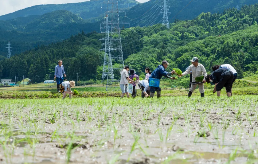 田植え