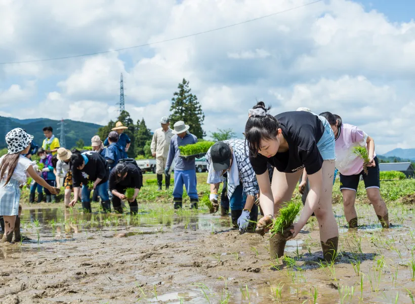 田植え