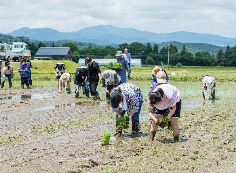 田植え