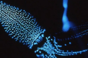 ほたるいかミュージアム