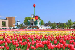 砺波チューリップ公園