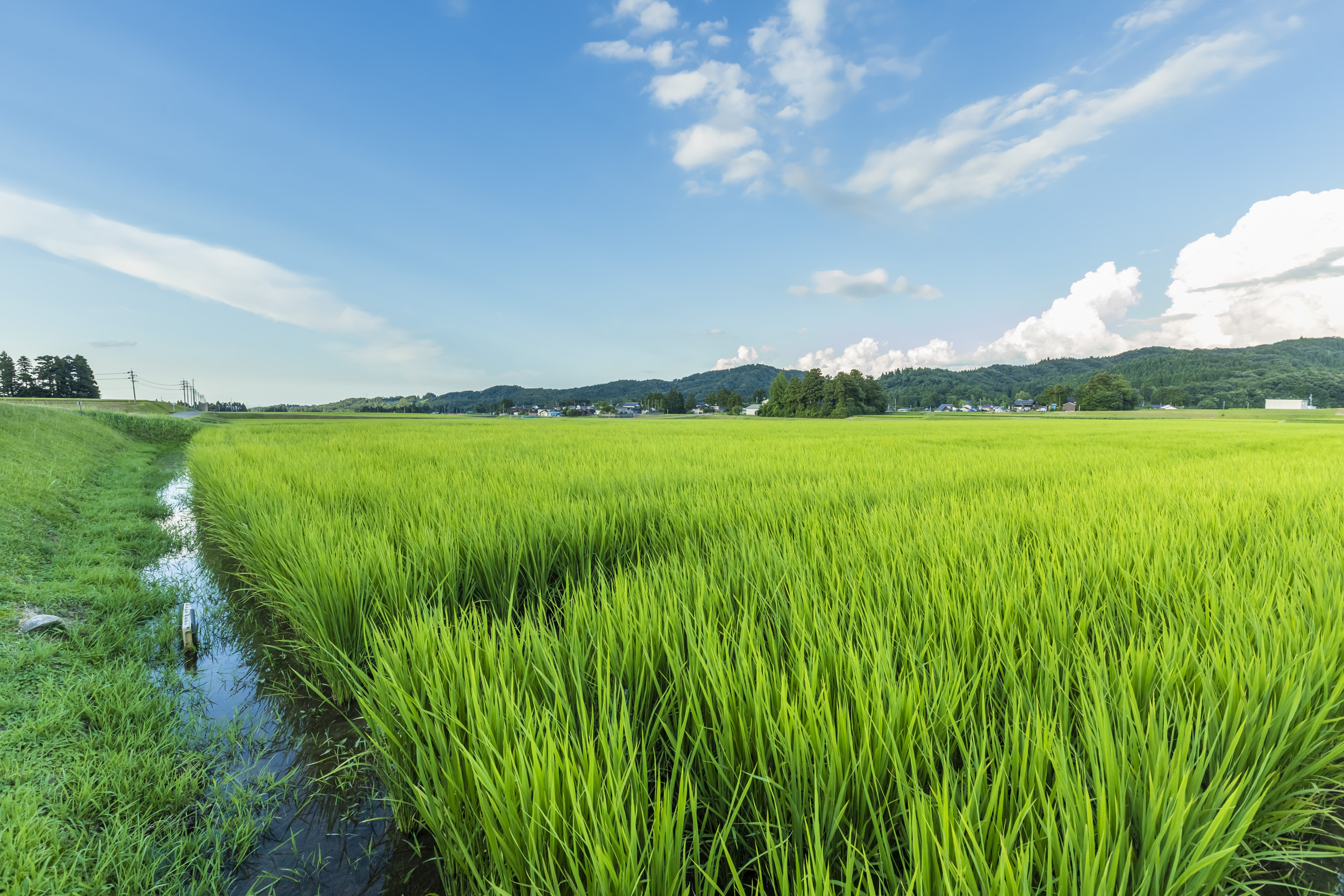 あねくら営農組合の田んぼ