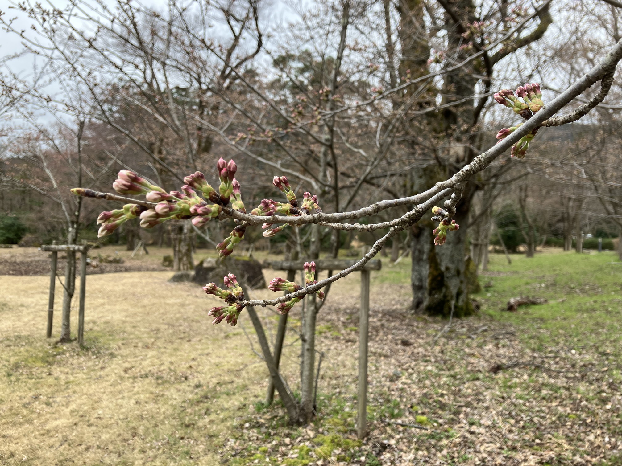 明日から4月です