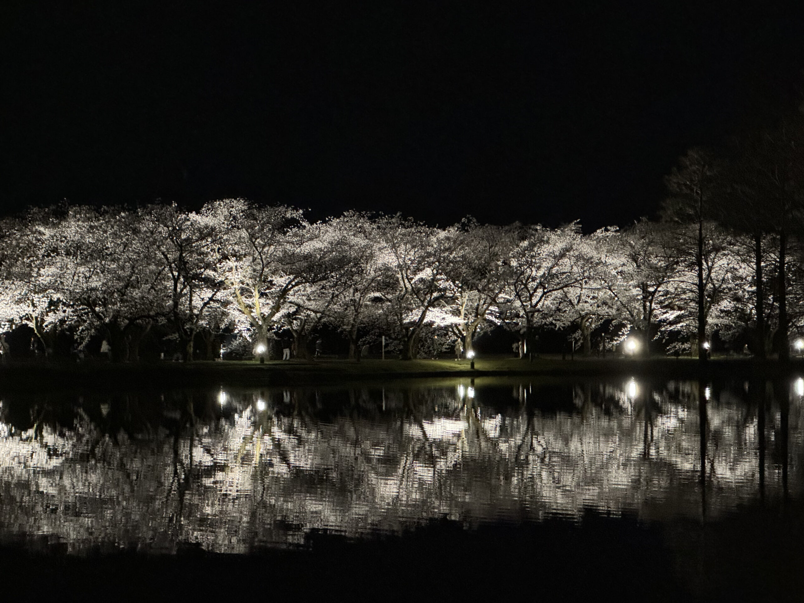 桜が見頃を迎えています