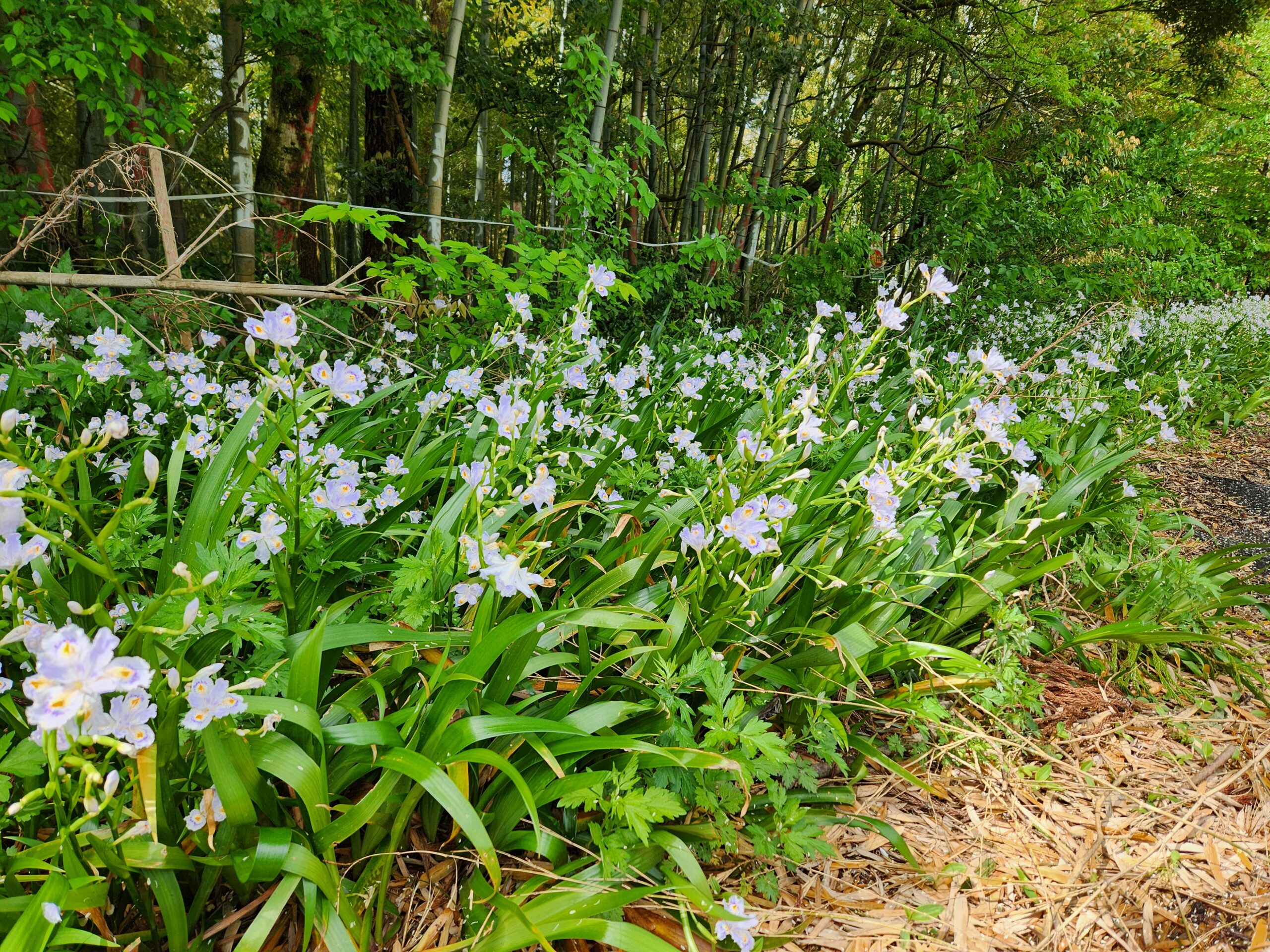 「シャガ」という花がたくさん咲いていました。日陰を好んで咲くそうです。不思議な生態ですよね。