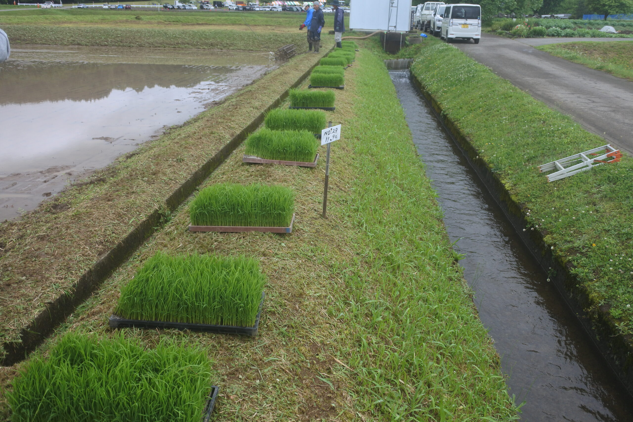 田植えに参加しました