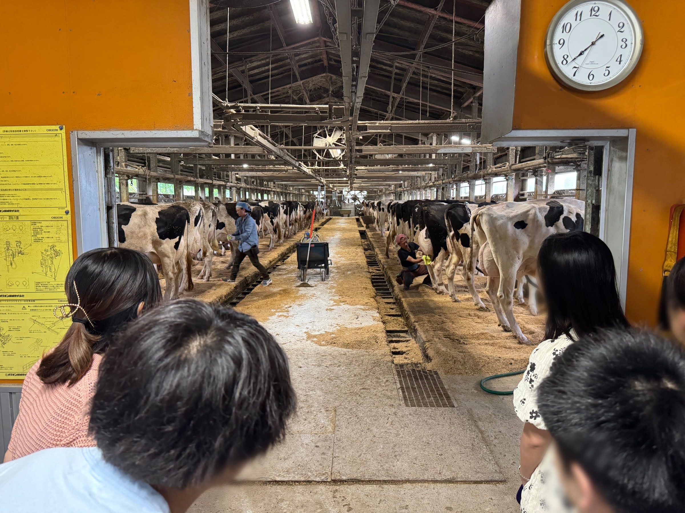 舘牧場での搾乳見学