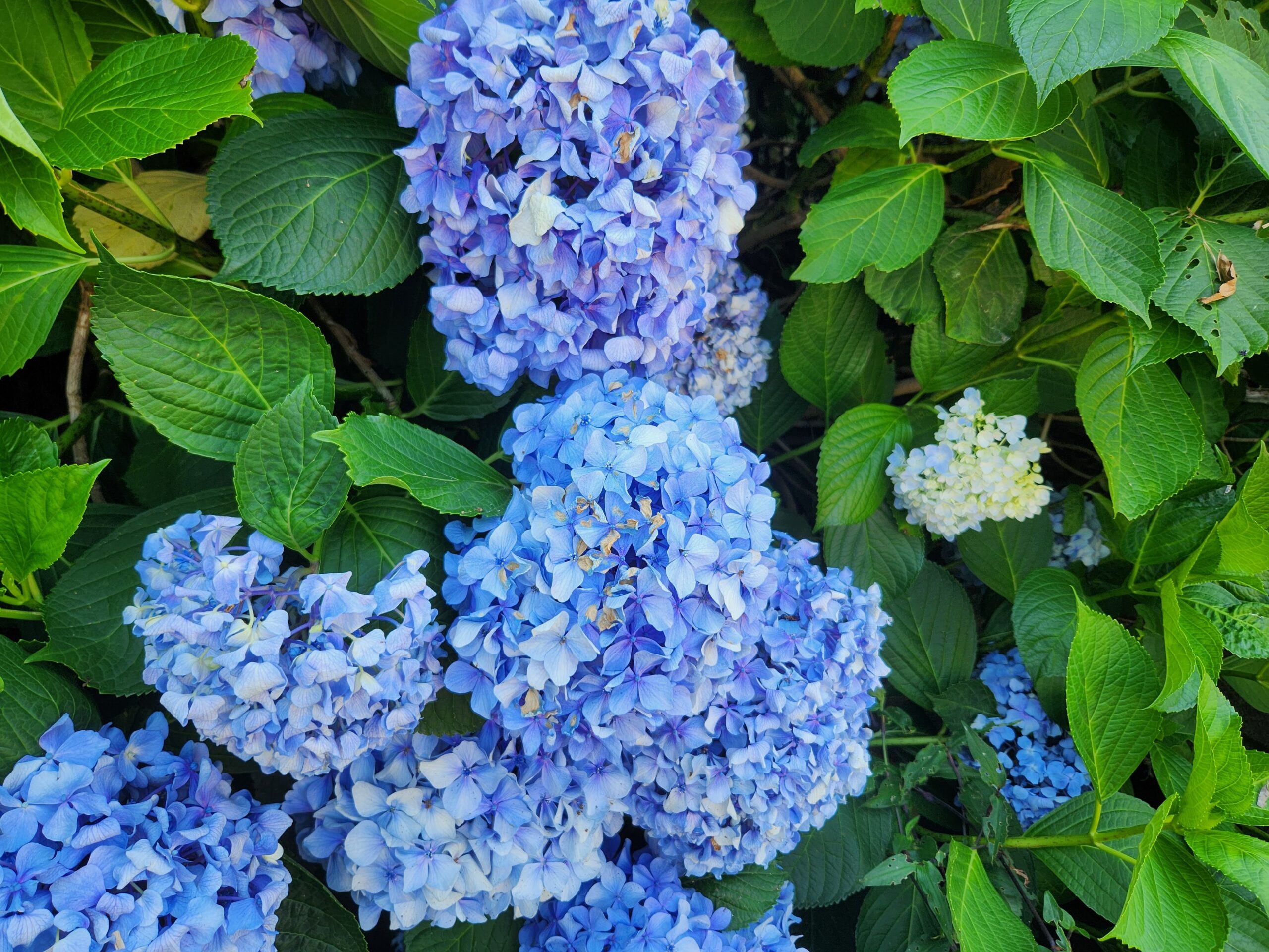 紫陽花が咲いています