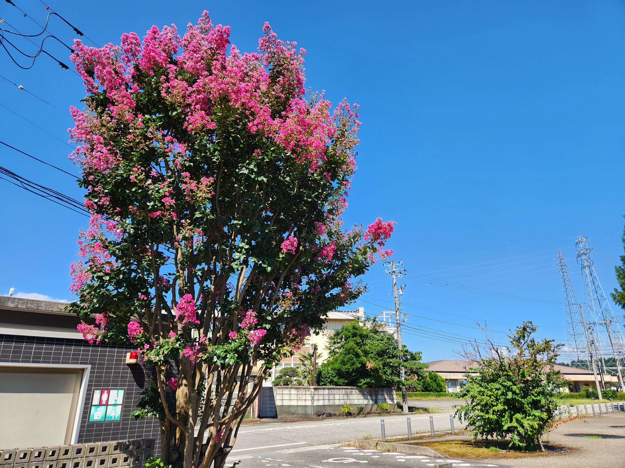 花と虫と、里山の夏