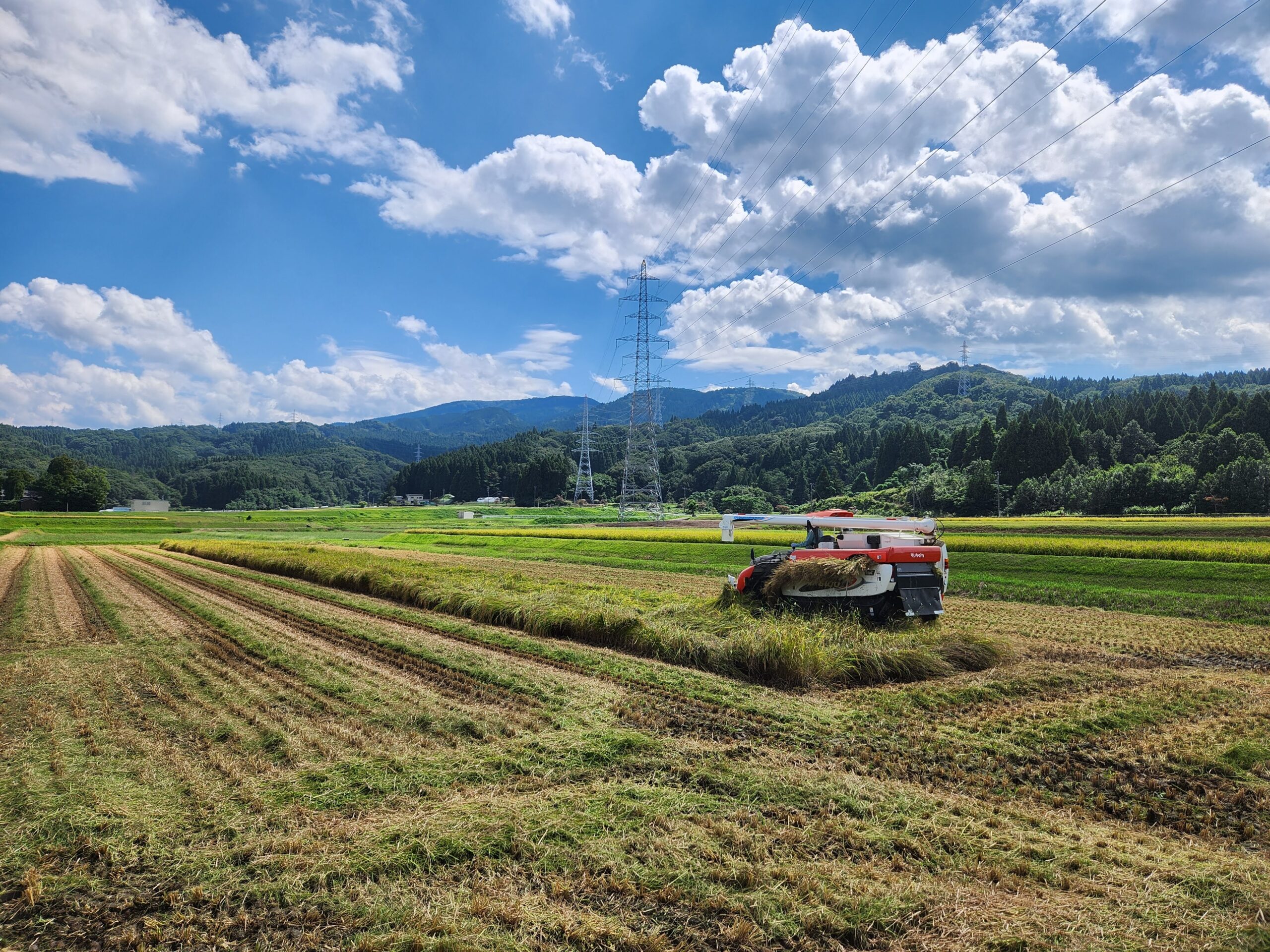 稲刈りをしています