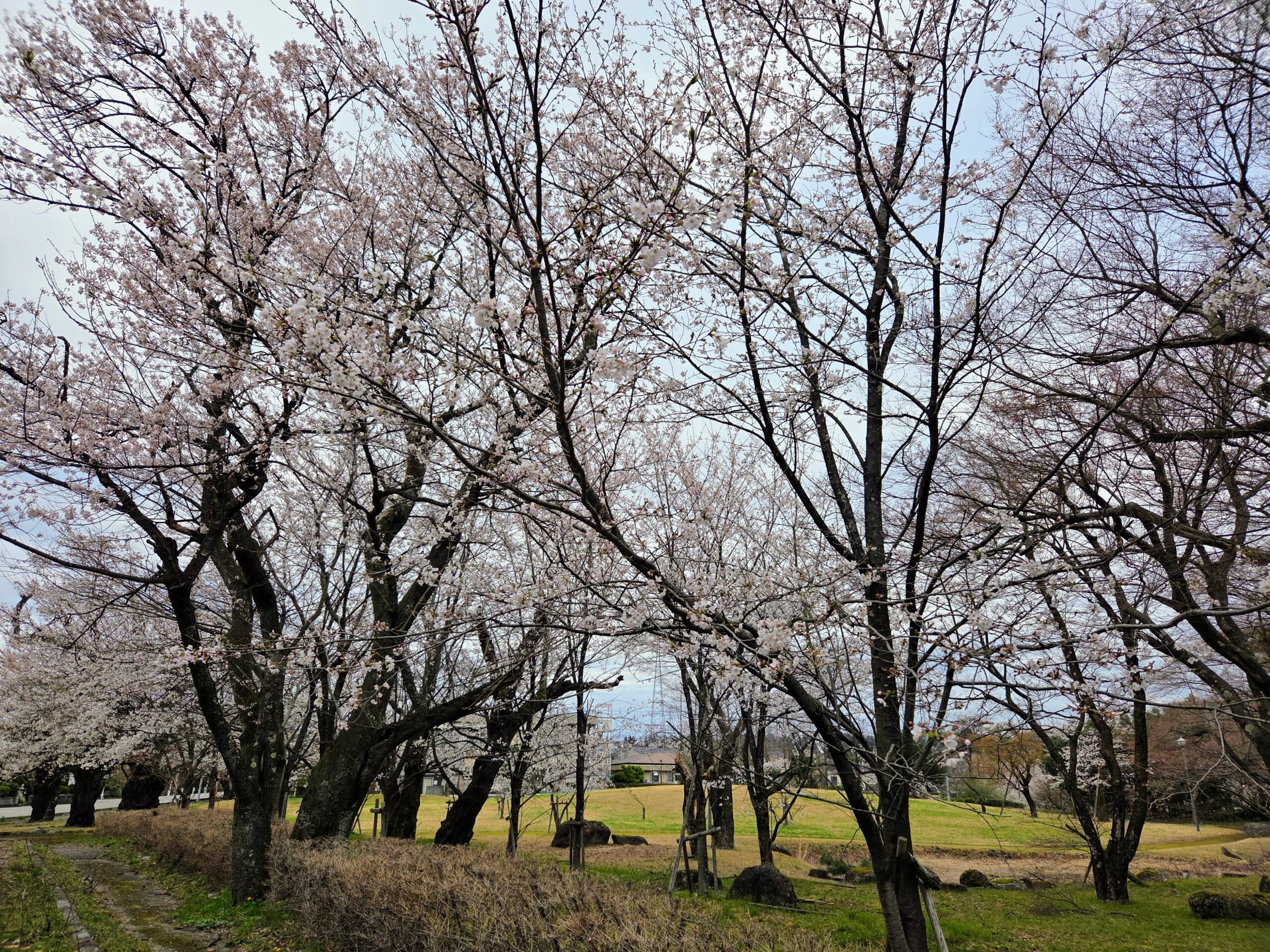 今年も桜が咲きました