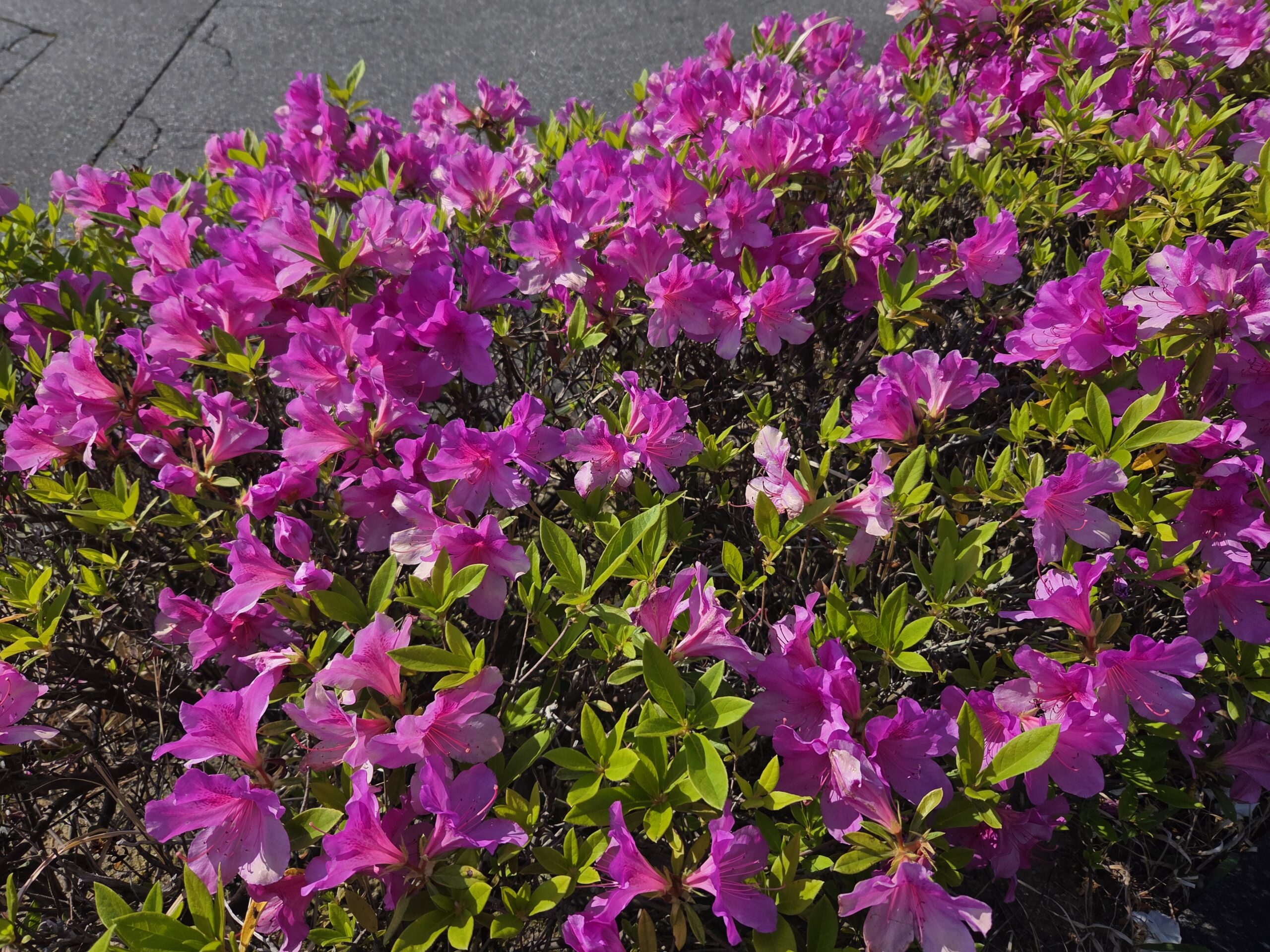 里山の初夏の花