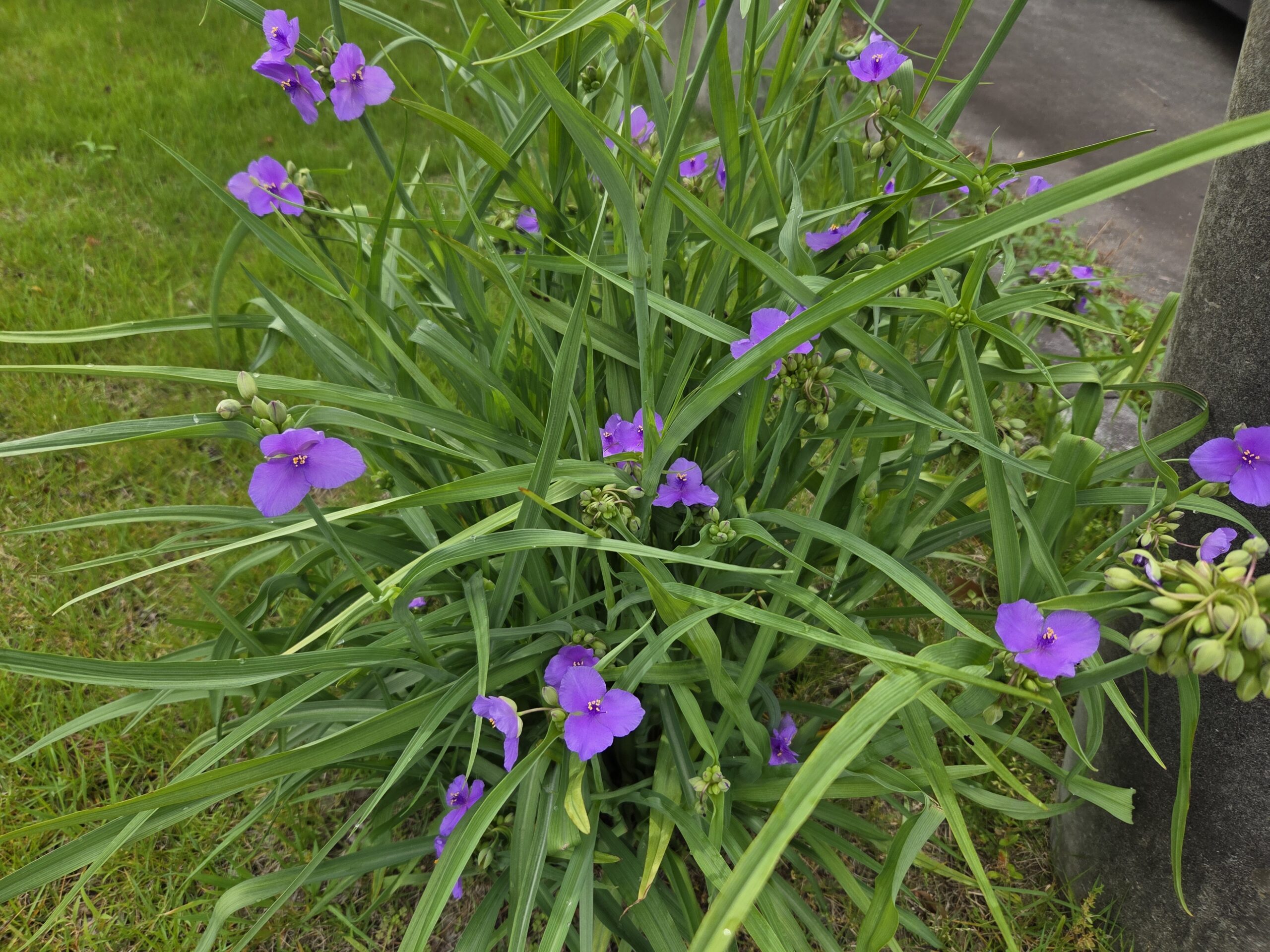 梅雨の花々