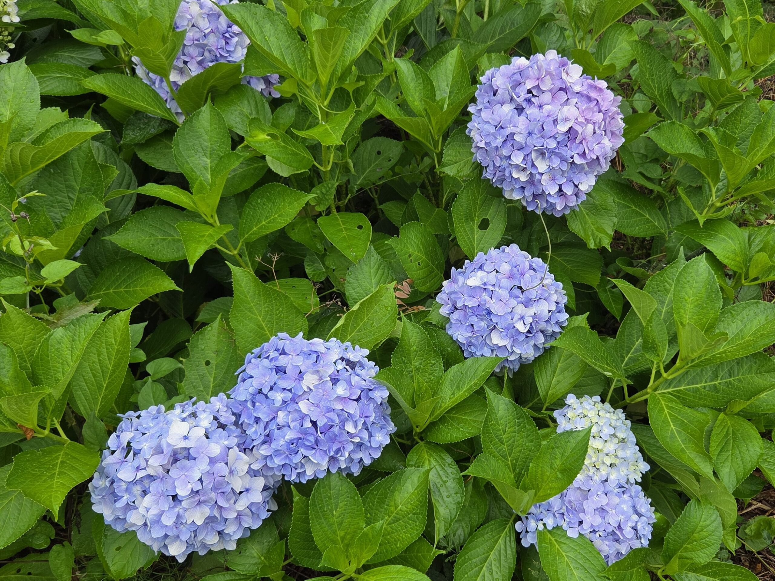 梅雨入りしました