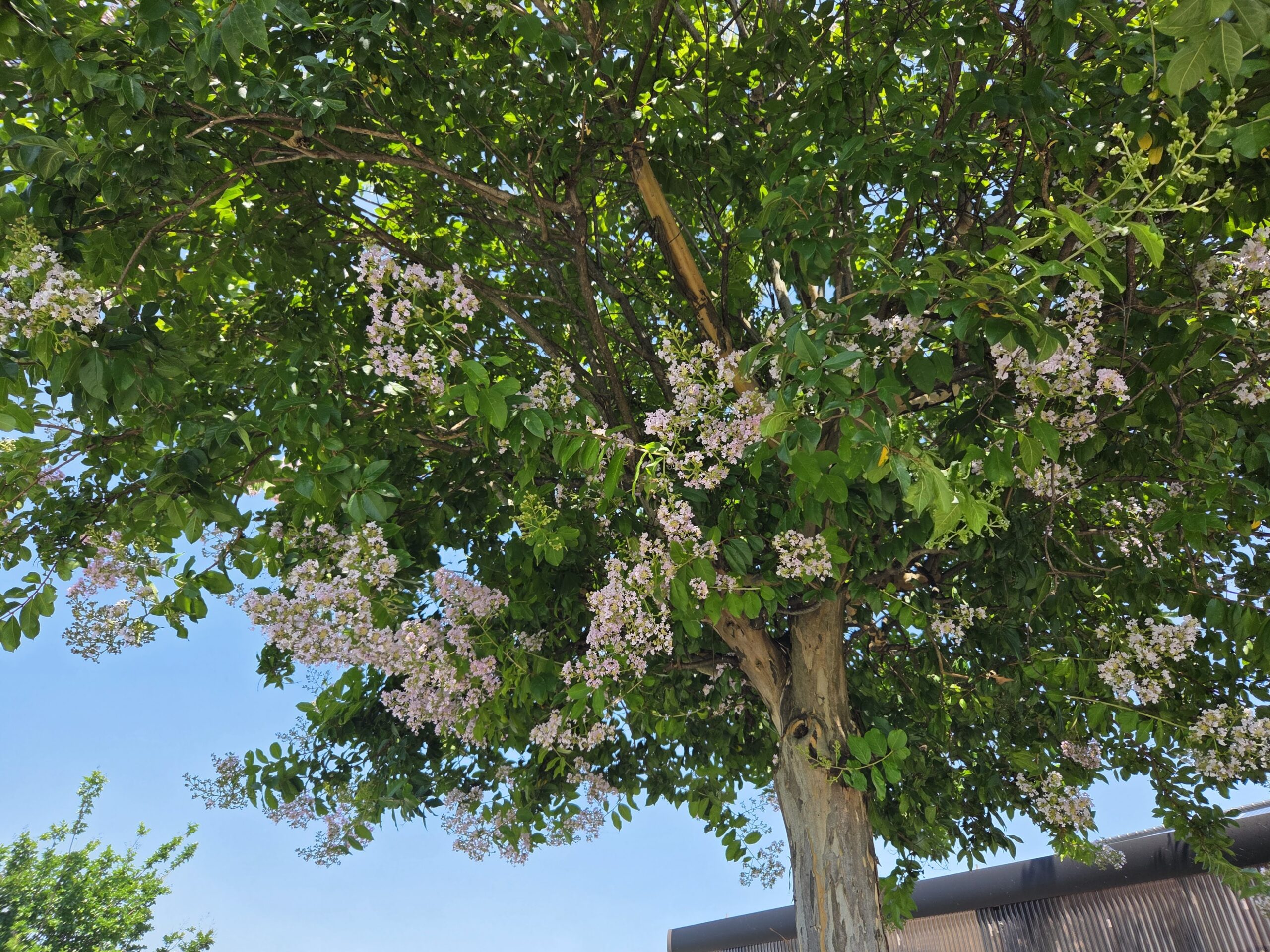 夏を感じる花々